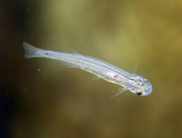 亚马逊河流域动物战斗力大比拼,亚马逊河流观赏鱼实力