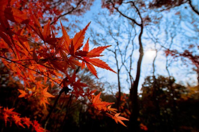 黄石市哪个地方看红叶最好,黄石附近夜景游玩景点推荐