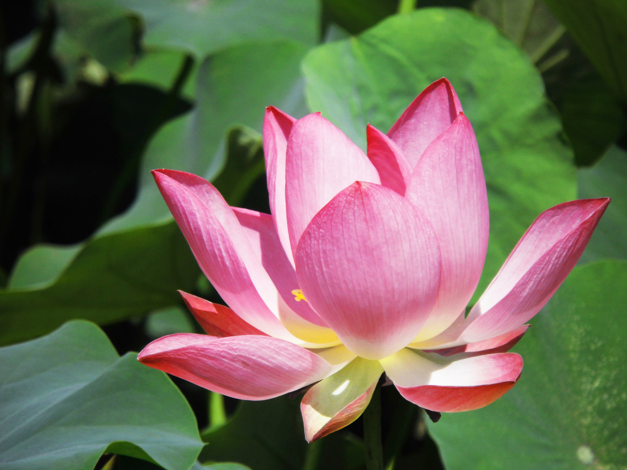 关于荷花的唯美诗句,古人赞美荷花的诗句