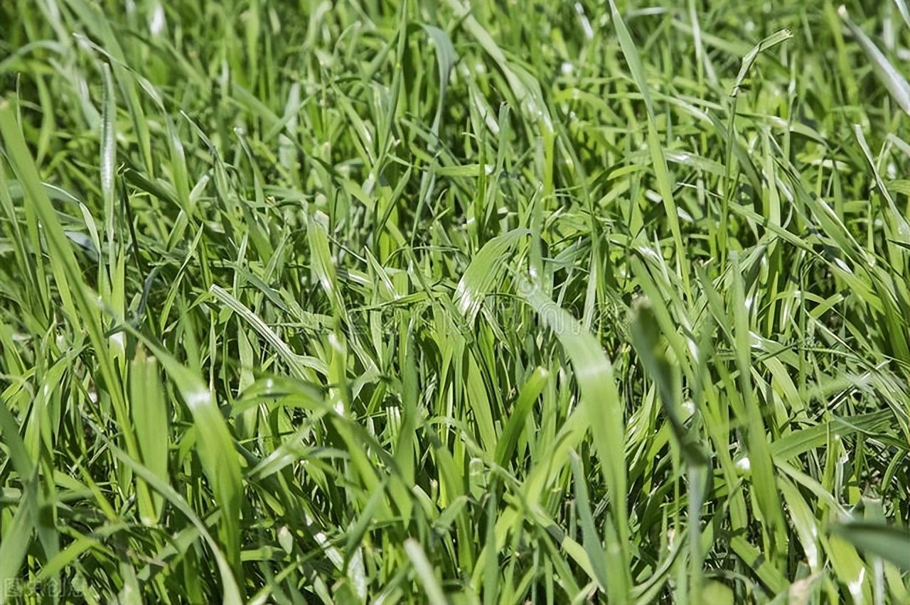 牛摔了一跤能不能缓过来,牛肋骨骨折有什么症状