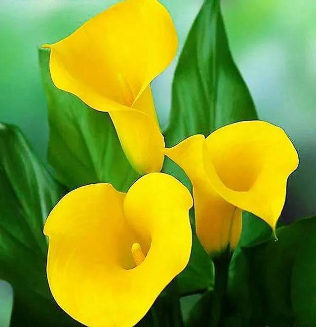 马蹄莲花开是什么样子,马蹄莲花开多少天