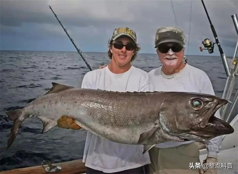 油鱼的副作用和危害,油鱼有害处吗