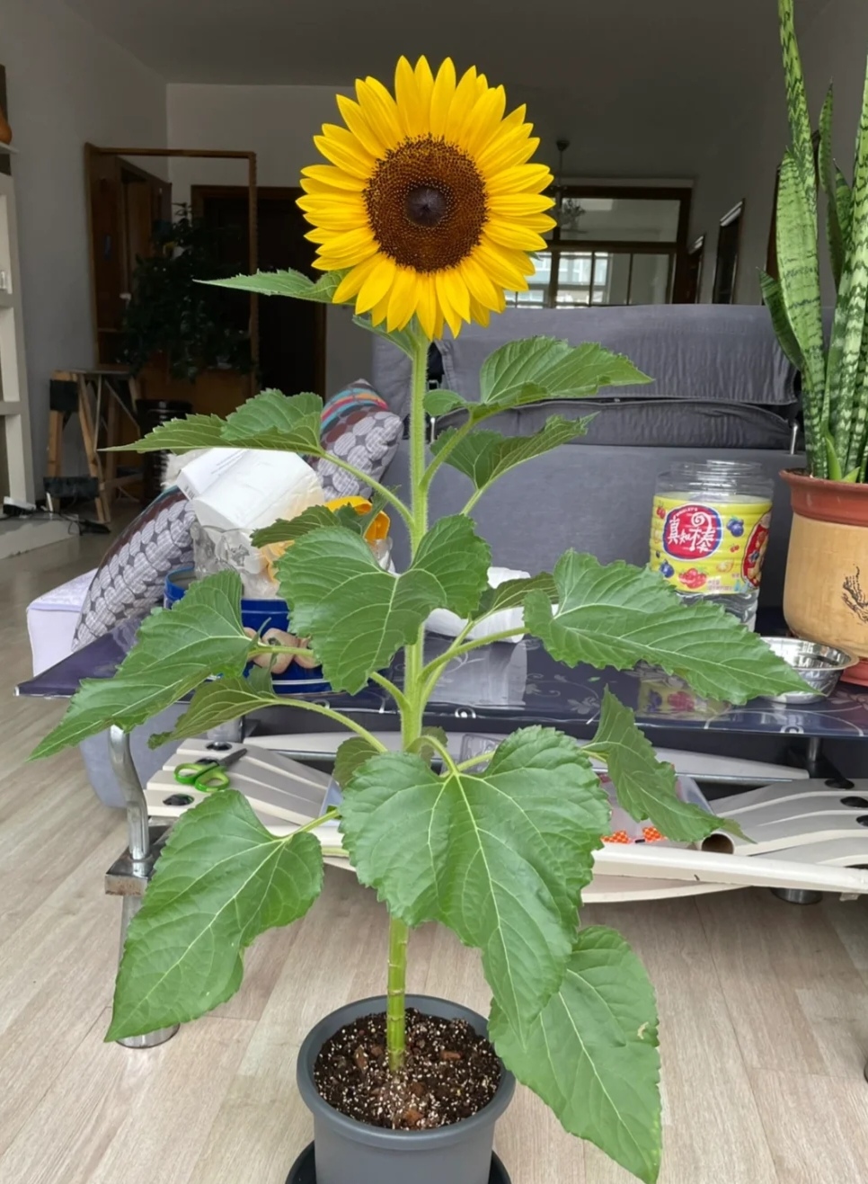 家庭客厅养什么花好看又旺财,客厅最吉祥的三种花