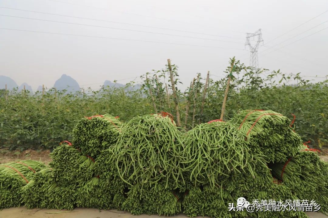 如何以蔬菜产业带动农民增收,蔬菜种植庭院经济助力乡村振兴