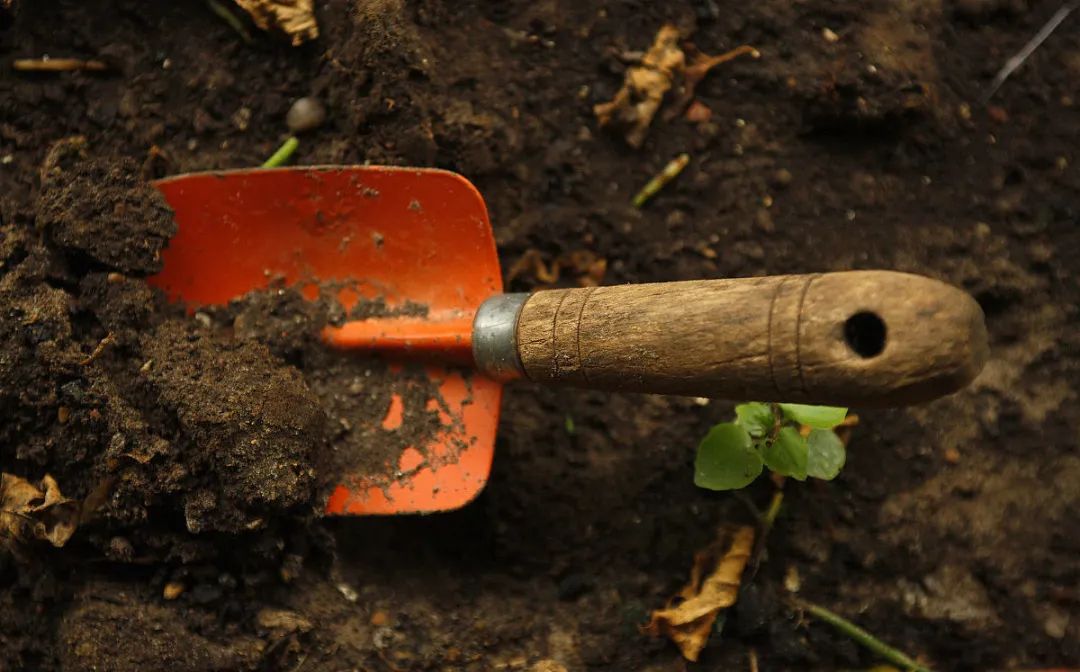 为什么花盆里的花不长,为什么花种播下去之后都不发芽