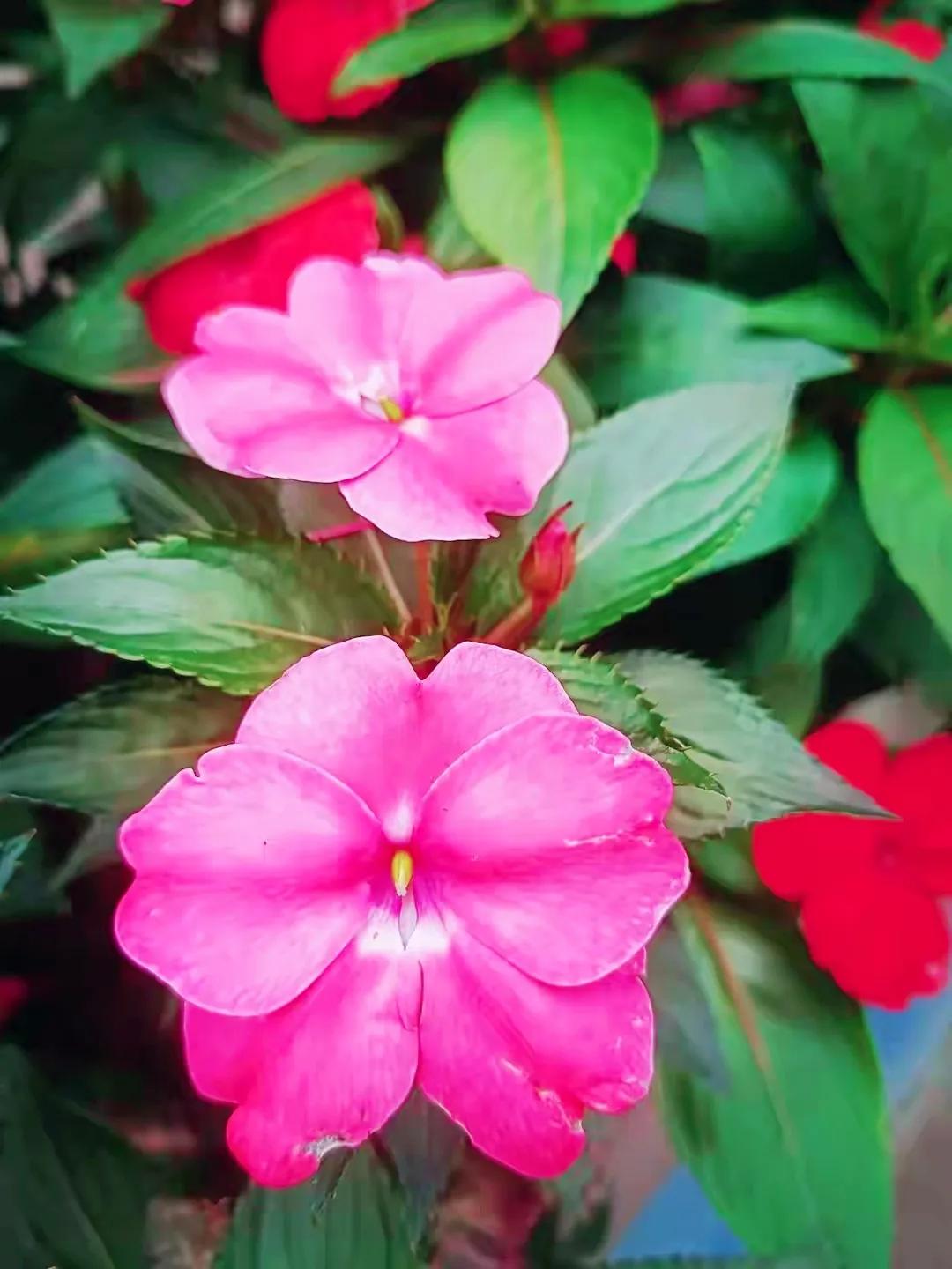 美丽五颜六色的凤仙花,七月最美的花景视频素材