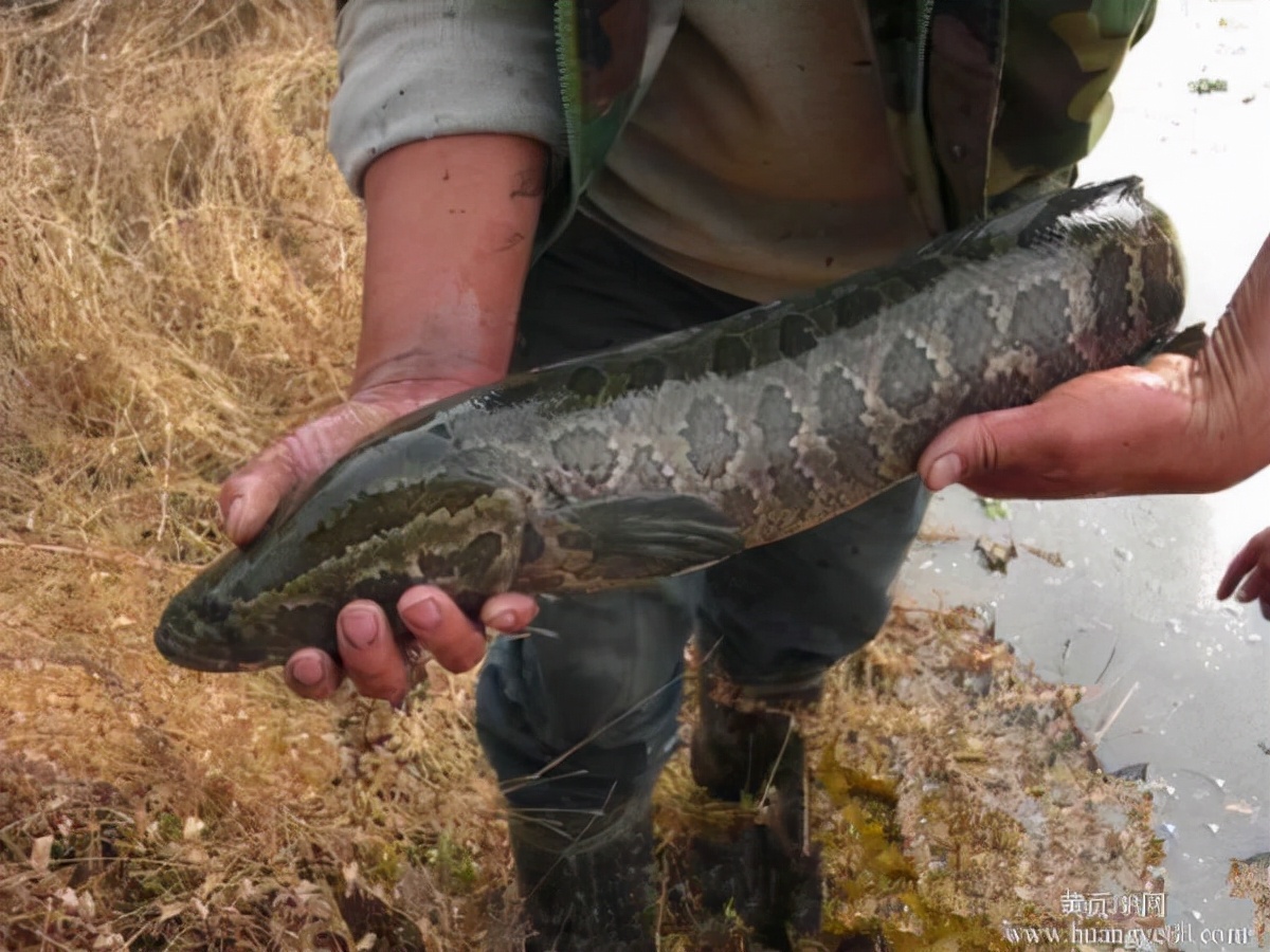 黑虎虾泛滥成灾美国再遭生物入侵,美国泛滥成灾的虎虾