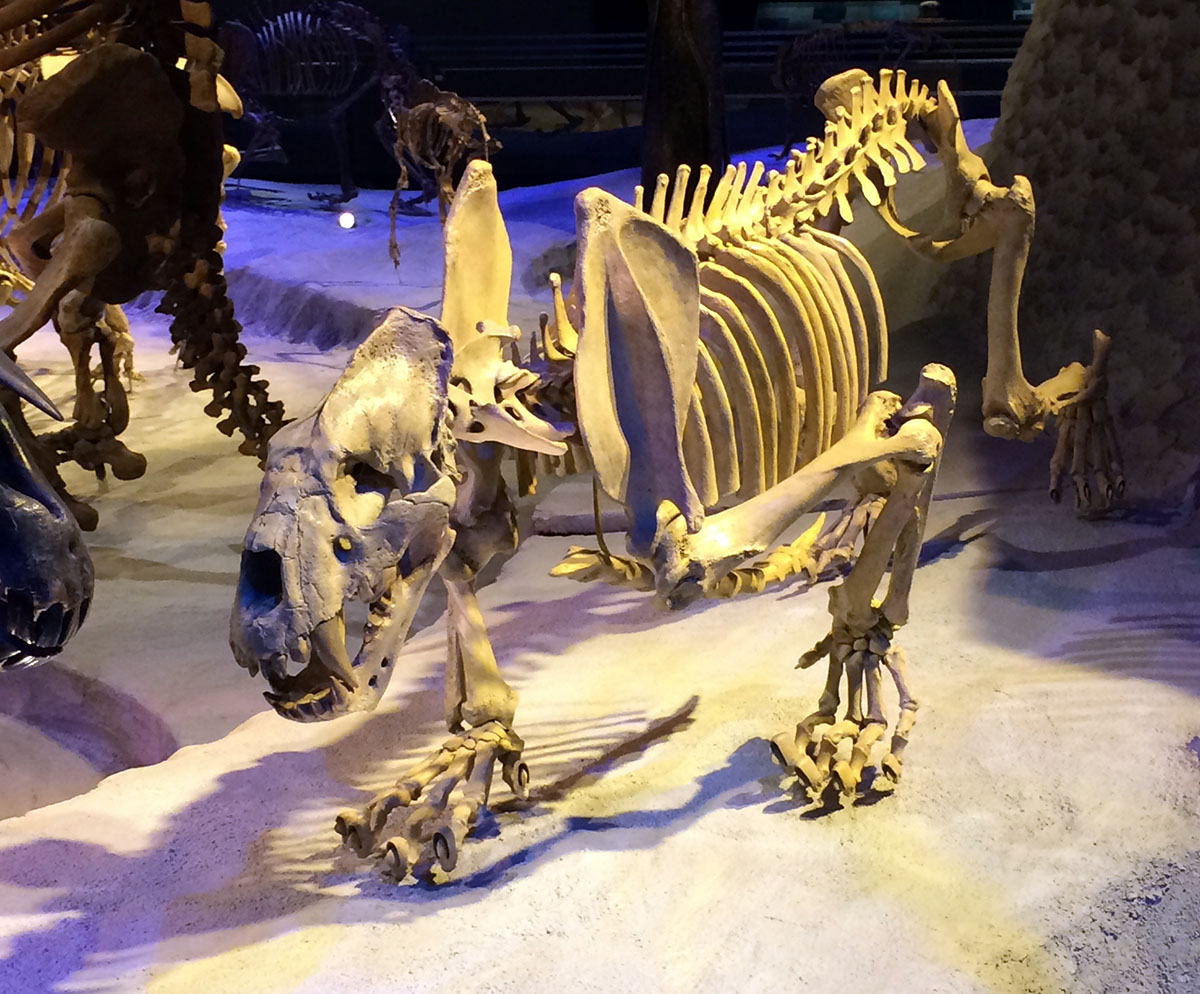 冰河时期最强的猫科秒杀东北虎,猫科霸主东北虎