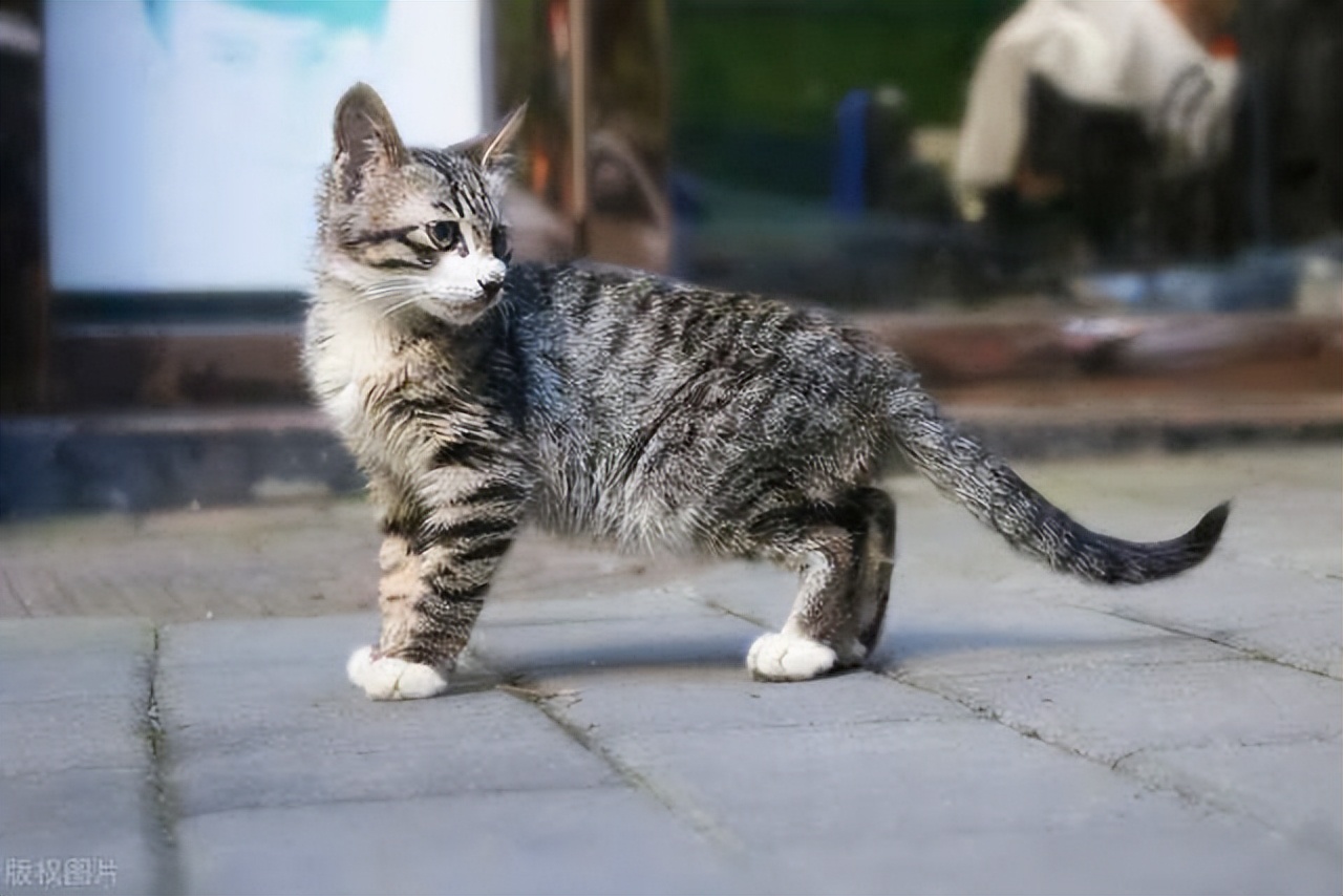 狸花猫护食该打吗,护主的狸花猫