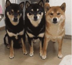 有创业项目没钱咋办,缺钱创业公司股权最佳分配方案