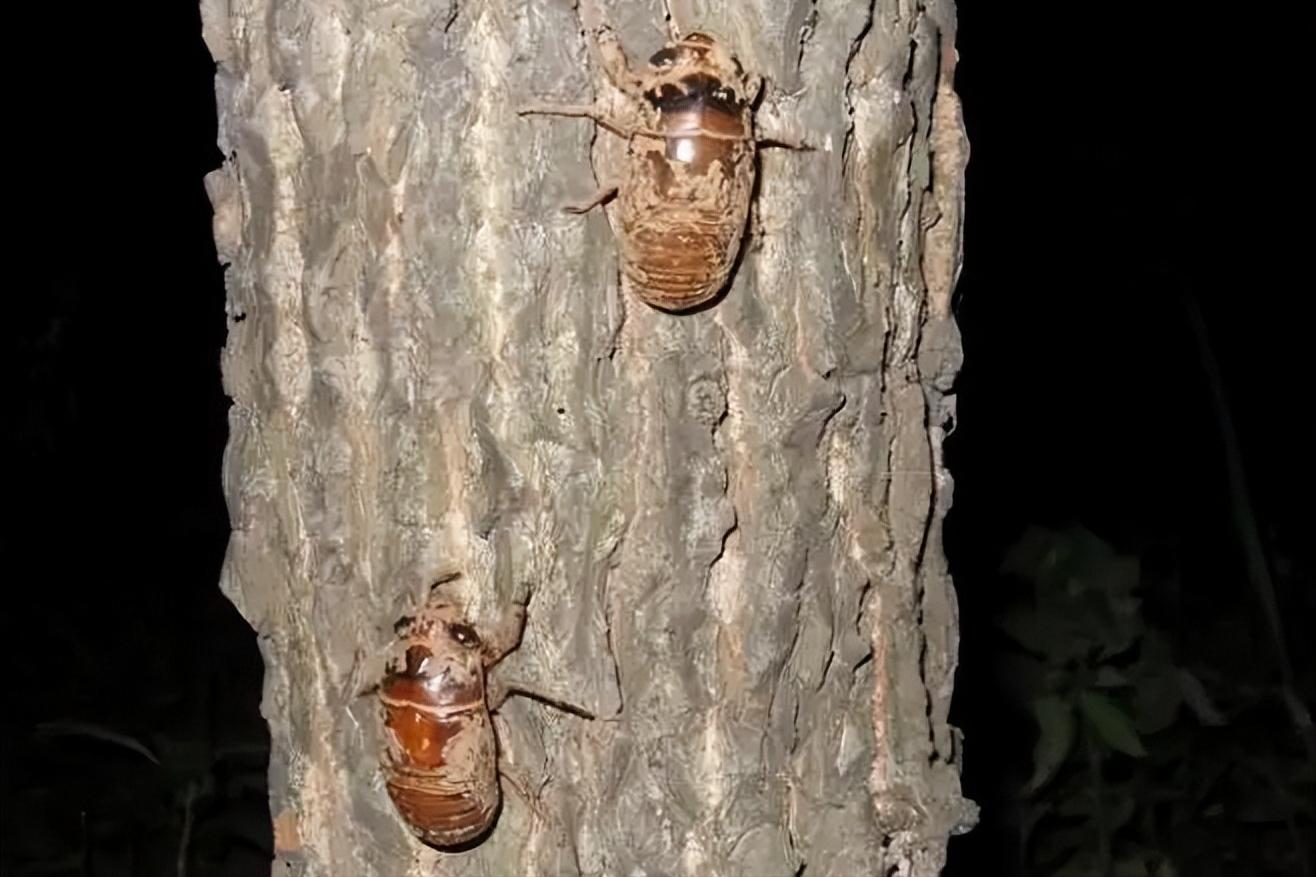 在美国知了猴泛滥,中国人在美国吃知了猴