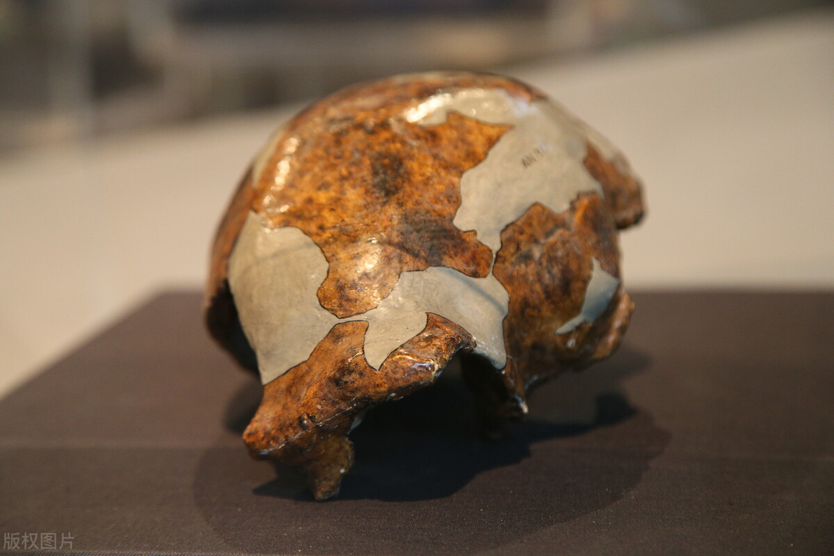 发掘出第一个北京人的头盖骨化石,谁发现第一个北京猿人头盖骨化石