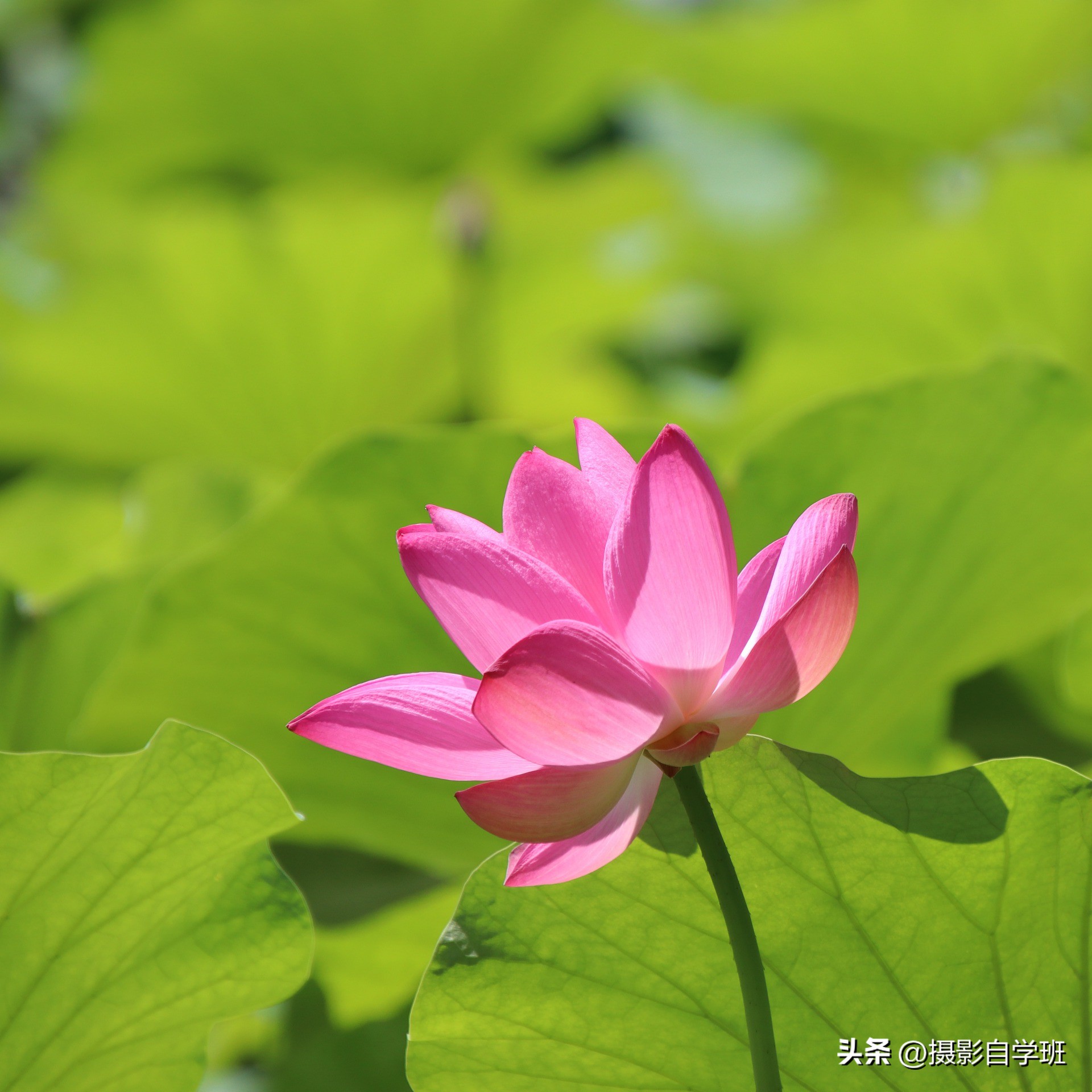 5个荷花摄影技巧,新手看得会拍得出来,学起来吧