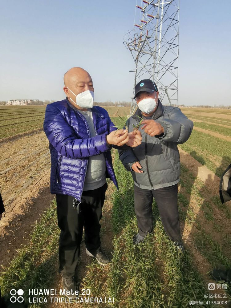 肥乡老促会会长连成方实地调研使用小麦壮根拌种剂的麦苗生长情况