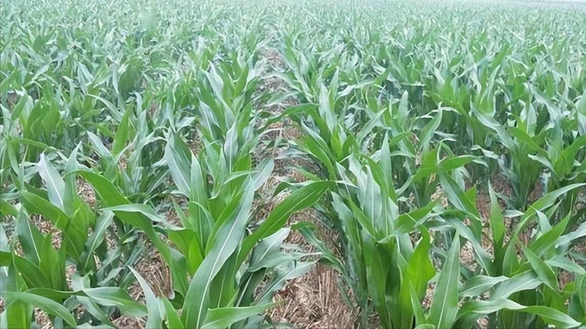 百草枯有多么可怕?让你有足够的时间后悔,却不给你机会活命