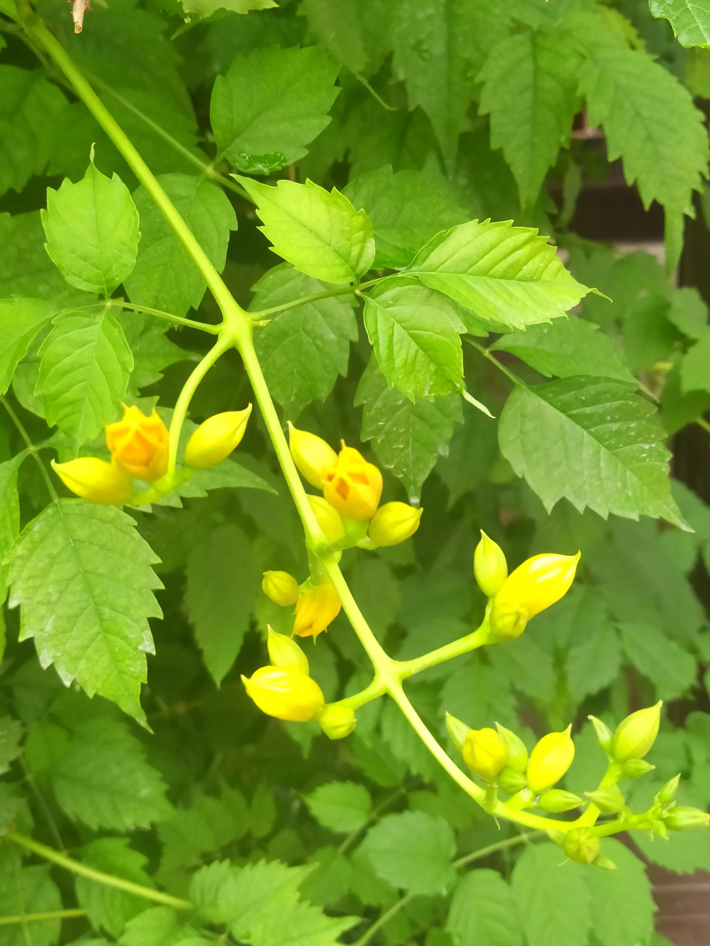 偏黄色的凌霄花好看,凌霄花娇艳绚丽
