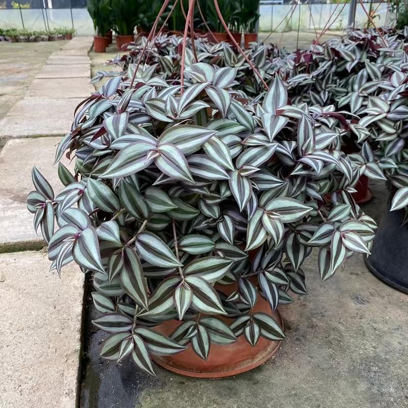 吊竹梅在家里养可以吗,吊竹梅怎么养