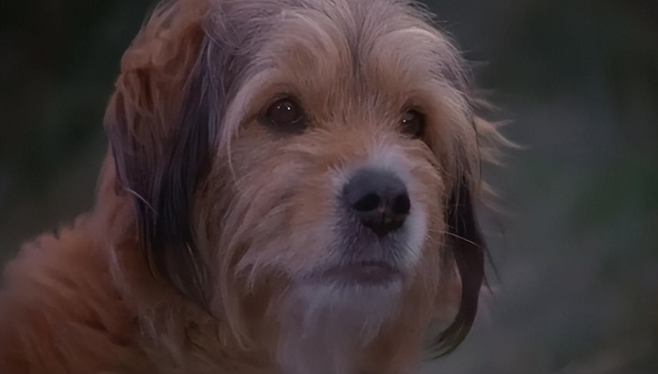 电影丛林赤子心影评,电影中的丛林赤子心