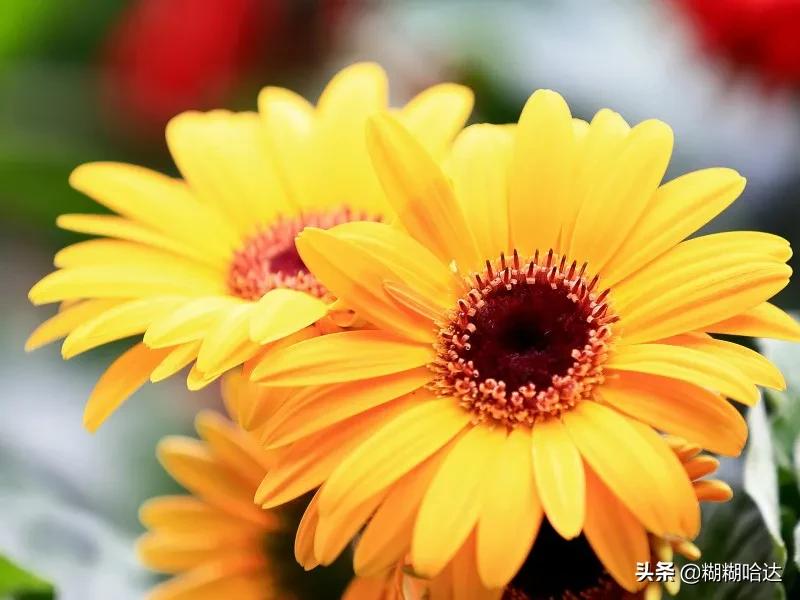 赏心悦目的花朵，风采万千，千姿百态，魅力无限，太美了