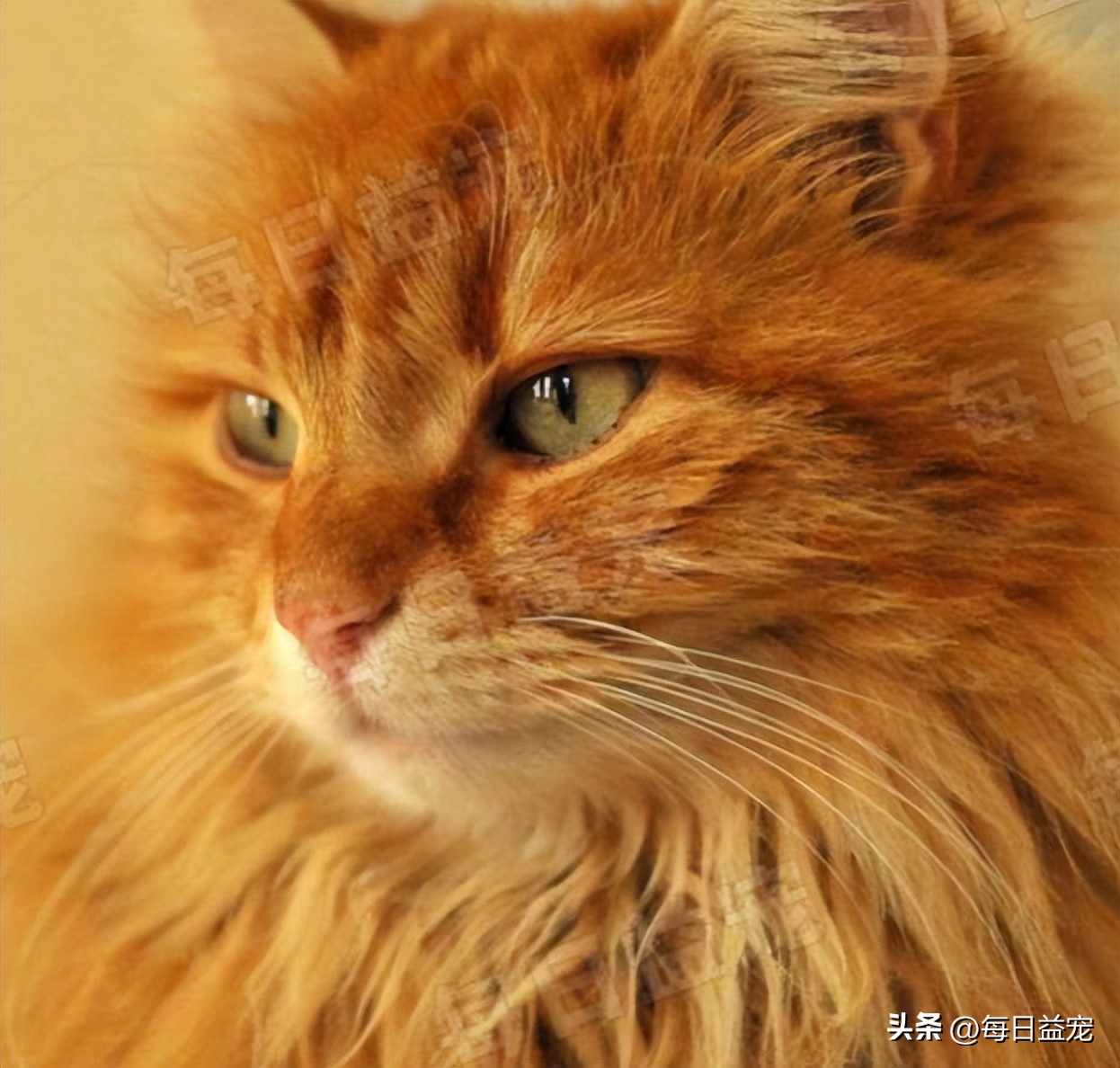 细数有关橘猫的7个冷知识,你对猫的了解200字