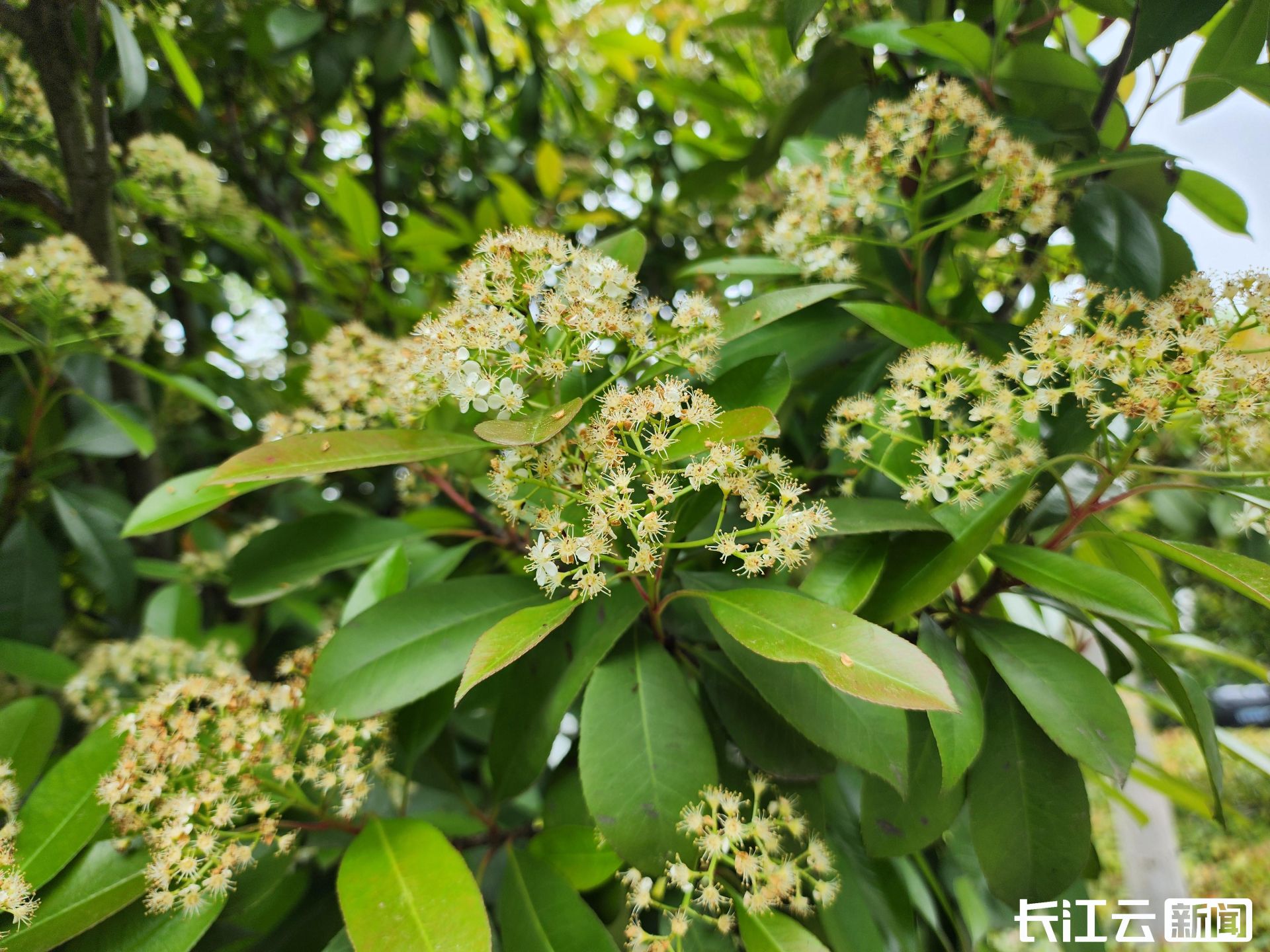 郑州为什么要种那么多石楠花,园林专家说石楠花除了臭没缺点