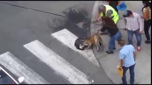 狗狗生病常见的治疗法,小狗生病了怎么救治才行呢