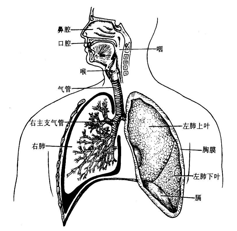 不小心异物卡喉了怎么办,不小心被卡住怎么自救