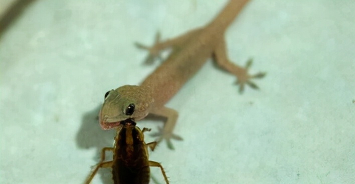 家里进了壁虎可以不理吗,家有壁虎需要留住吗