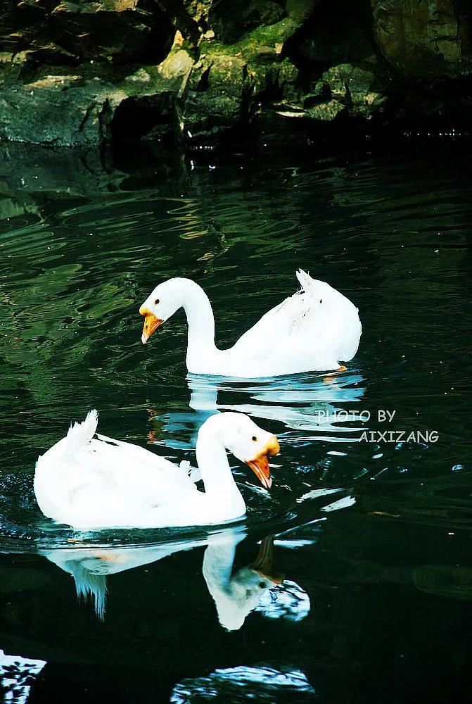 散文作诗,散文白鹅