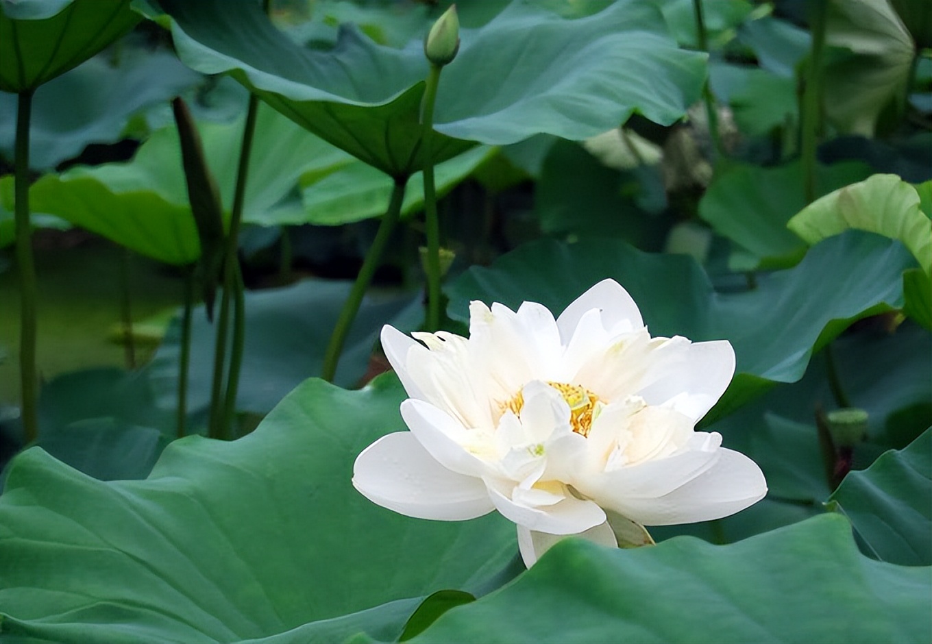 摩羯座如何变成白莲花,摩羯座的天敌是白莲花