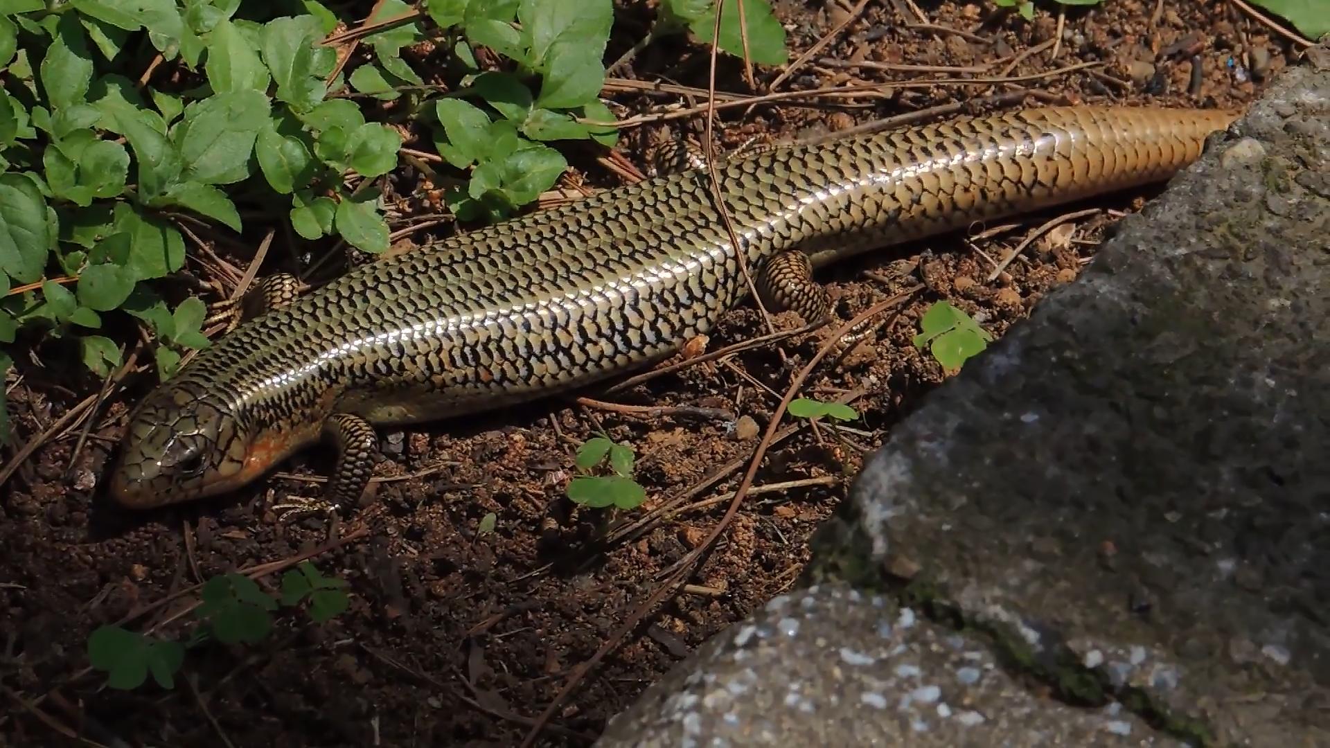 农村常见的蛇的克星,狗母蛇农村里有吗