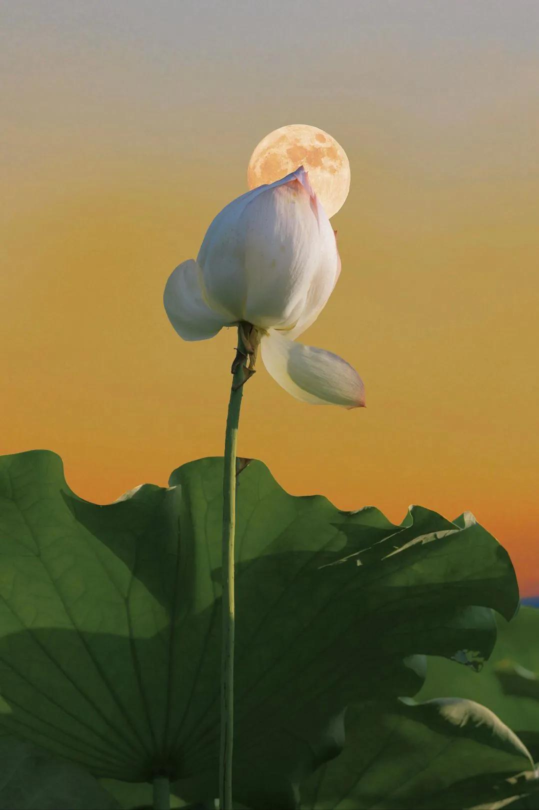 出淤泥而不染的荷花真的好美,出淤泥而不染的荷花真的太漂亮了