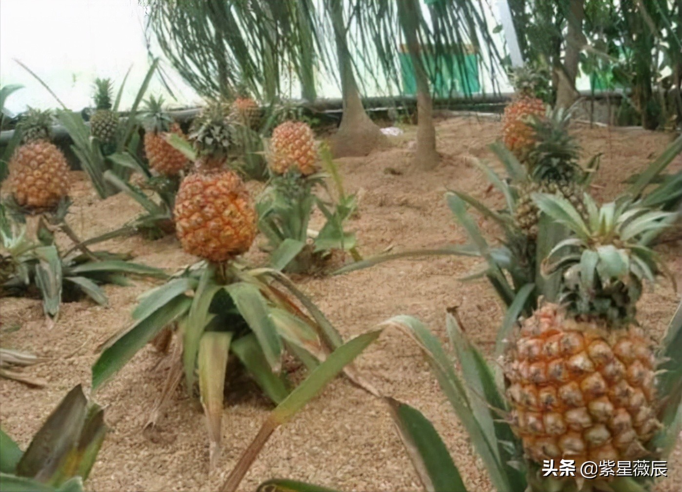 古巴还算社会主义国家吗,古巴是真正的社会主义国家吗