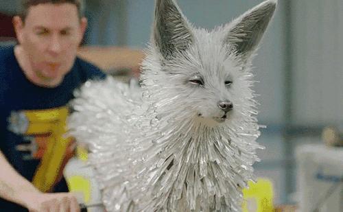 把马推下悬崖、炸死功勋犬，为了所谓的艺术，他们什么都干的出来