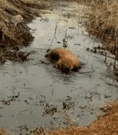 建议穷人养的10种狗爱干净,公认好养的6种狗特别适合新手