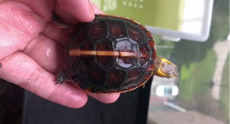 黄缘龟三年90克能分辨出公母吗,三年左右黄缘龟公母怎么区分