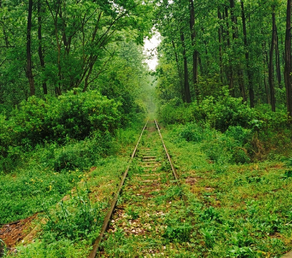 合肥森林公园一日游攻略,国家森林公园合肥攻略三月