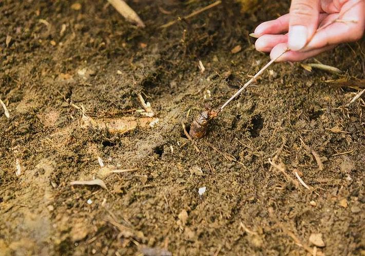 芦笋地里养殖金蝉技术,潍坊金蝉养殖技术