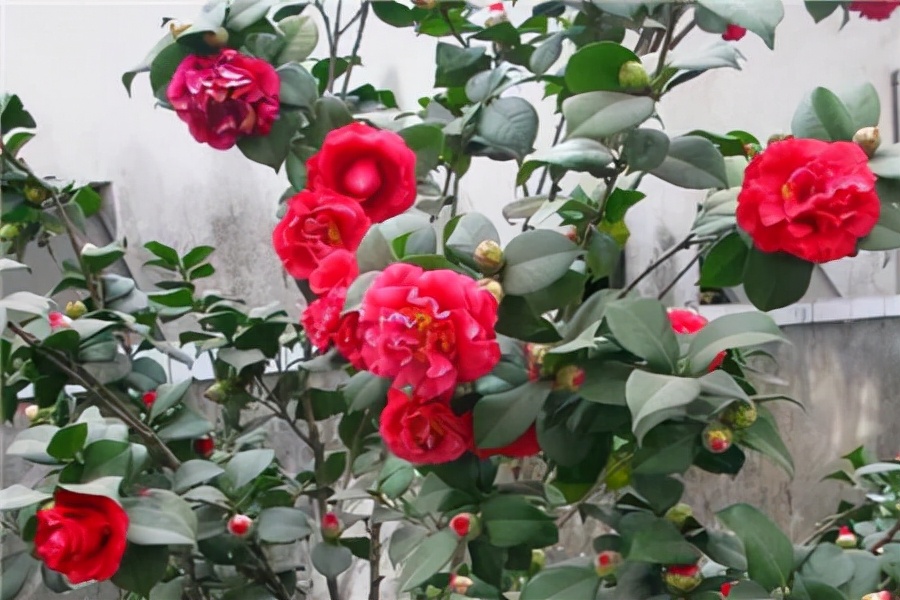 十二星座幸运花解读,十二星座幸运花双鱼座是紫罗兰