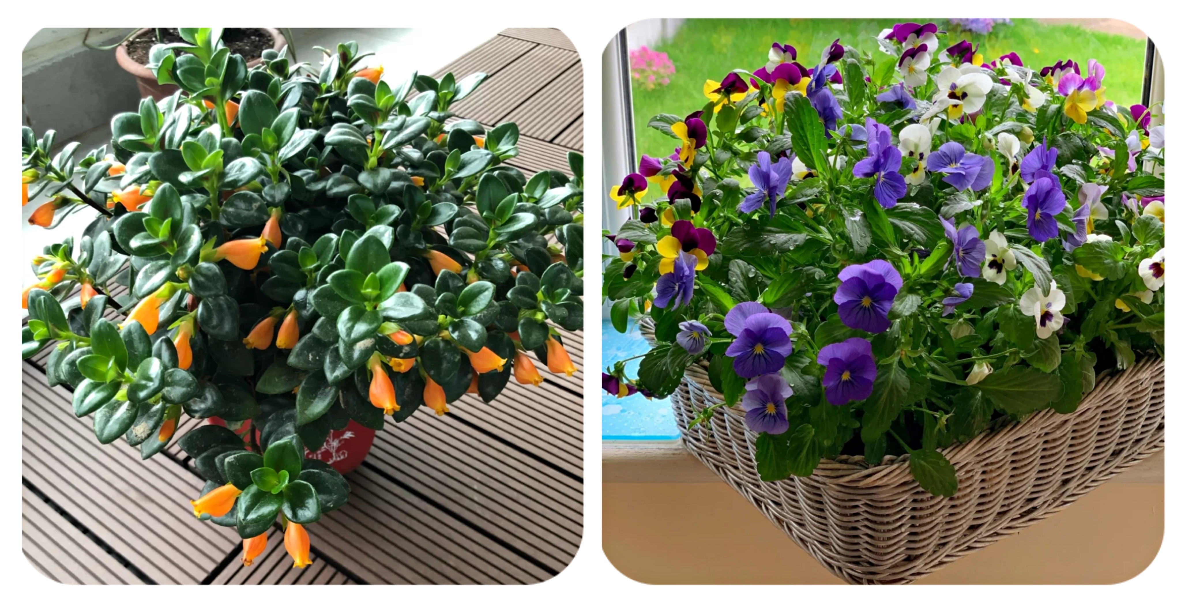 100个阳台养什么花好,100种阳台养的花草