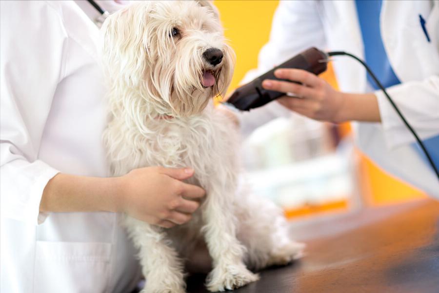 家里养狗狗有臭味去除小妙招,家里除狗臭味用酒精