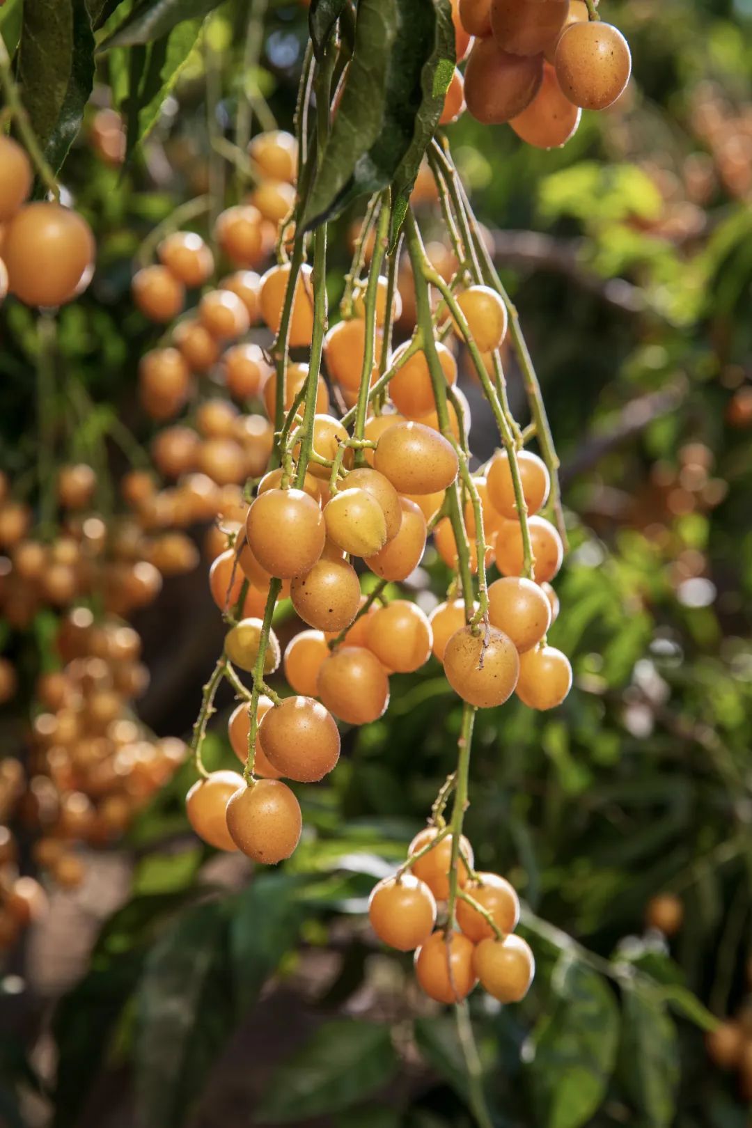 一身“正气”挡热气，郁南黄皮正当时！
