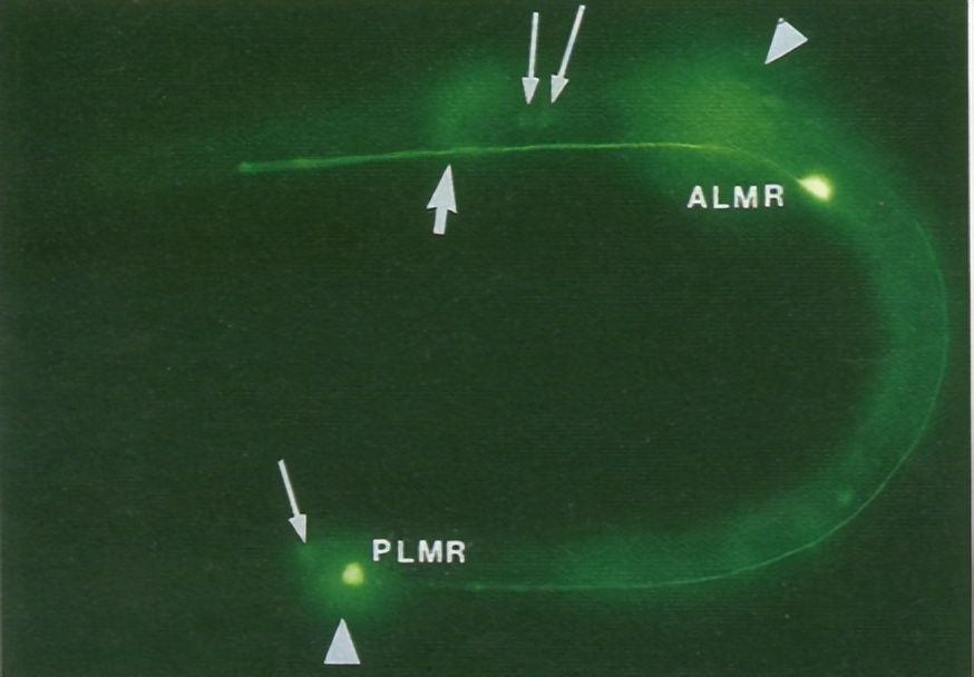 要永远相信光！借1.6亿年前的微光，3个人点亮了这个世纪