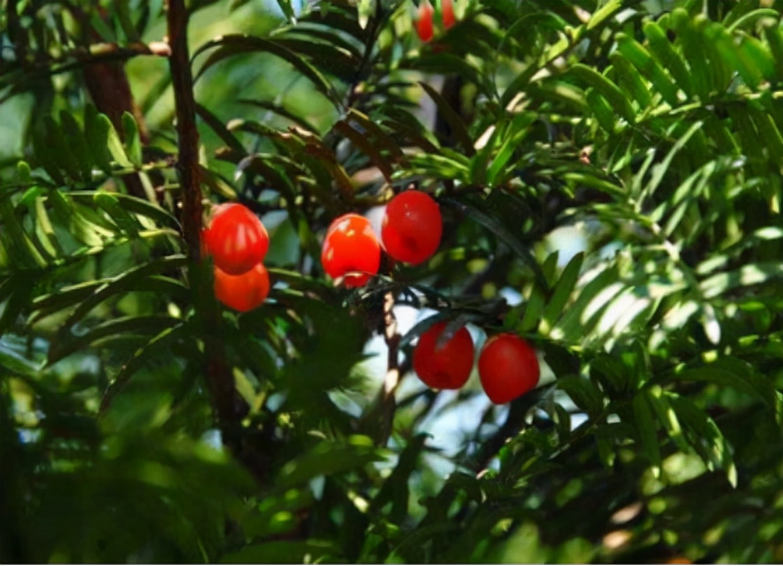 千年红豆杉被盗,40多棵树被人偷伐属于刑事案件吗