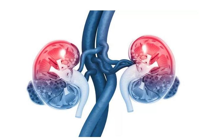 骨科患者营养管理,肾病患者的营养管理