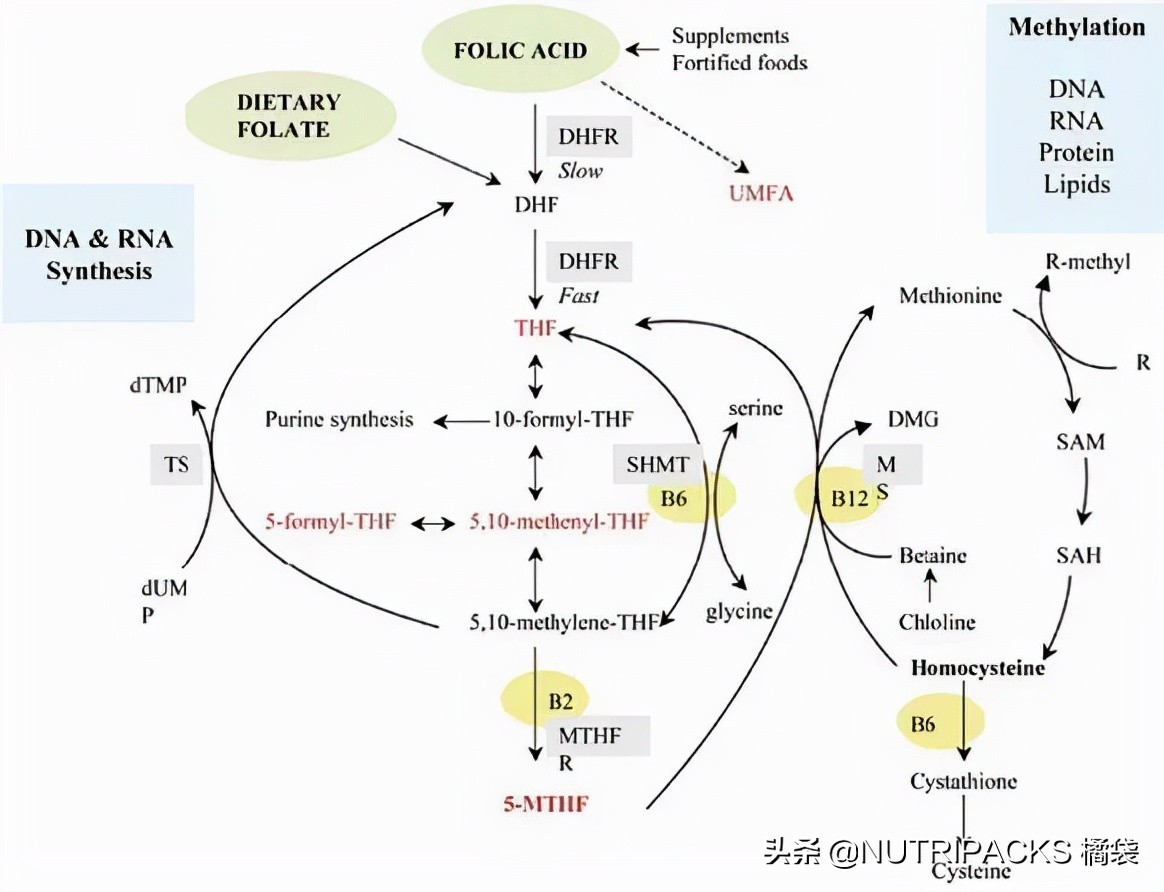 叶酸的营养价值，帮助提升免疫力