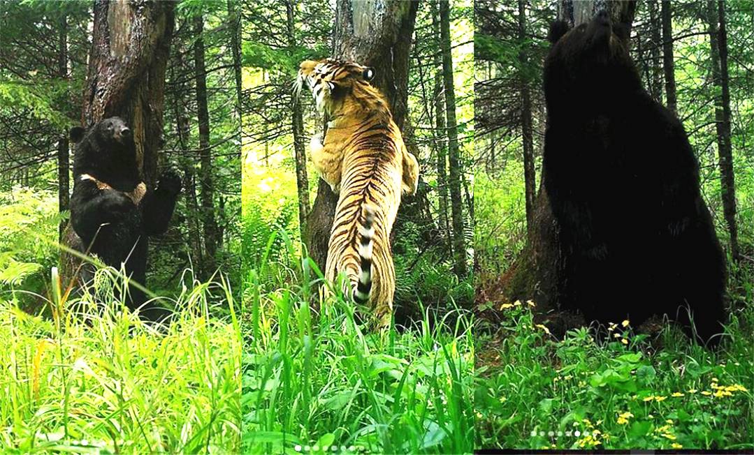 猫科战斗力分析,猫科打不过熊科