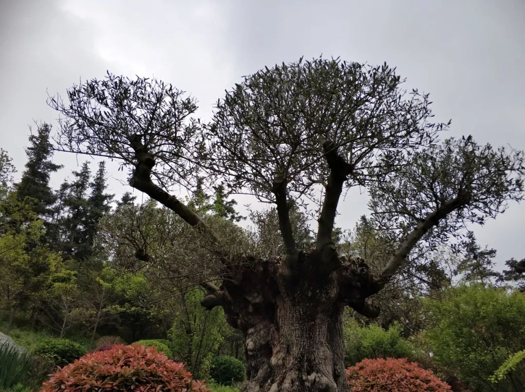 最美江宁四月天,我们只谈春暖花开,诗词歌赋,不聊红尘俗世