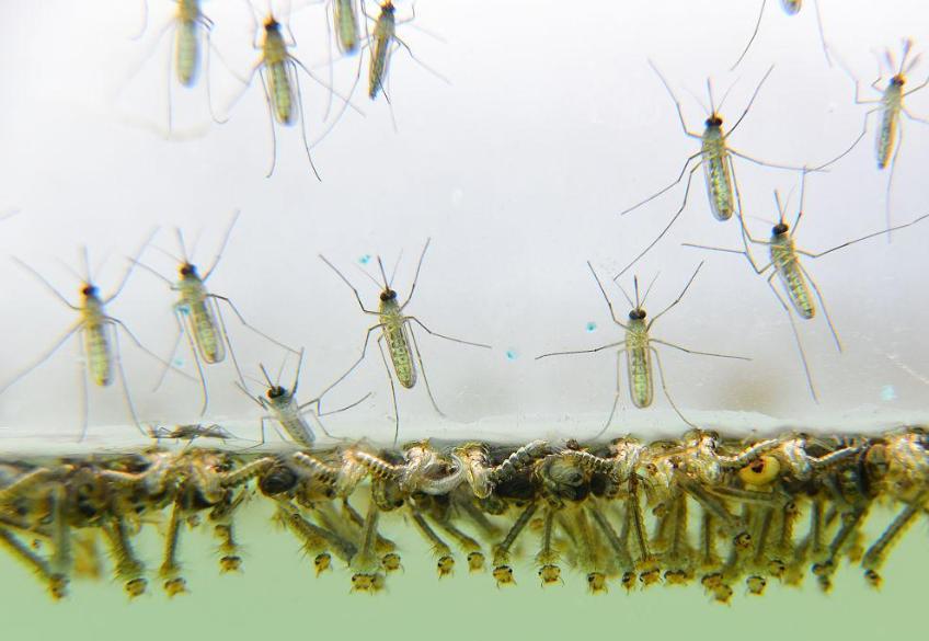 夏天蚊子灭蚊小技巧,家里蚊子多有什么办法可以灭蚊