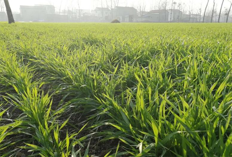 怎样预防庄稼被羊踩,麦苗不怕踩有科学依据吗